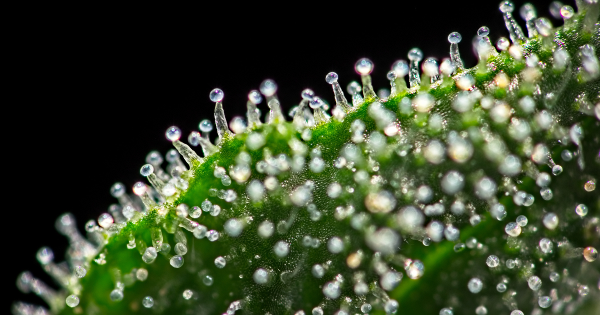 A macro up close image of trichomes